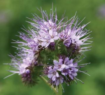 Phacelia Species, Cliff Phacelia, Panamint Phacelia, Pearl-O-Rock