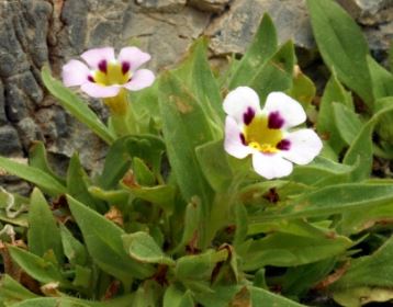 Mimulus Species, Death Valley Monkey Flower, Rock Midget