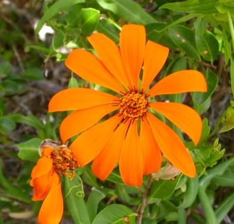 Clavel del Campo