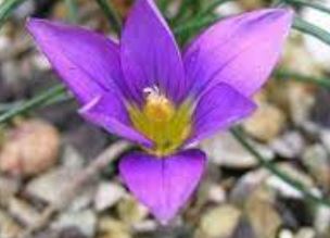 Romulea Species, Crocus-Leaved Romulea, Sand Crocus, Violet Romulea
