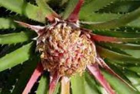 Cardoncillo Bromeliad Species