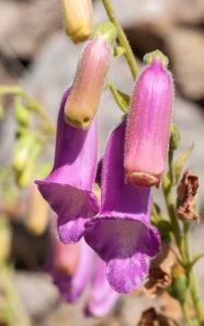 Digitalis Species, Dwarf Spanish Foxglove