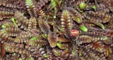 Leptinella Species, Black Brass Buttons, Purple Brass Buttons