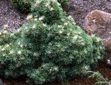 Japanese White Pine Tani-mano-uki