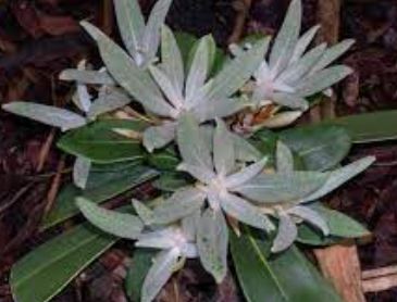Rhododendron, Elepidote Rhododendron Silver Sovereign