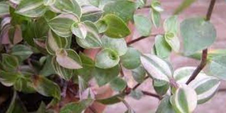 Callisia, Bolivian Jew, Tradescantia, Variegated Inch Plant Variegata
