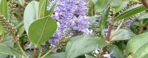 Veronica Species, Hebe