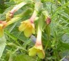 Polemonium Species, Brandegees Jacobs-ladder