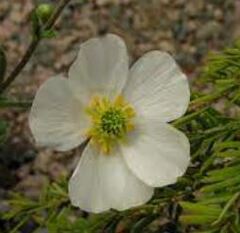 Parnassus-leaved Buttercup