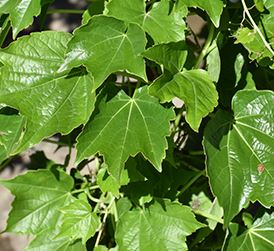Parthenocissus, Boston Ivy, Japanese Creeper Green Showers
