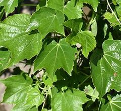 Parthenocissus, Boston Ivy, Japanese Creeper 'Green Showers'