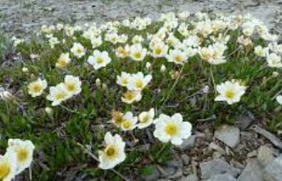 Dryas Species, Entireleaf Mountain-Avens, Mountain Avens, White Mountain Avens