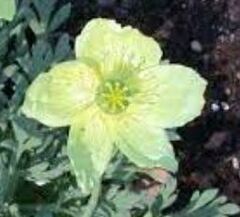 Papaver, Arctic Poppy, Iceland Poppy, Perennial Poppy 'Pacino'
