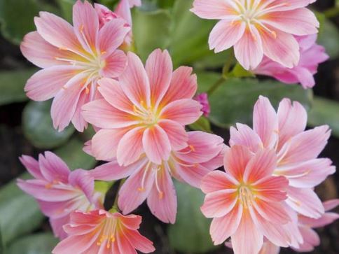 Lewisia, Cliff Maids, Siskiyou Lewisia, Siskiyou Bitterroot Magenta