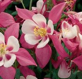 Aquilegia, Origami Hybrid Columbine Origami Rose & White