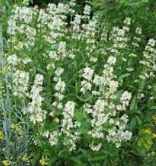 Penstemon Species, Beard Tongue, Yellow Penstemon, Little-Flower Penstemon, Pride of the Mountain