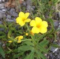 Linum, Dwarf Golden Flax, Yellow Flax Compactum
