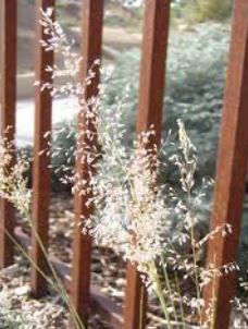 Pine Dropseed, Mountain Mist Grass