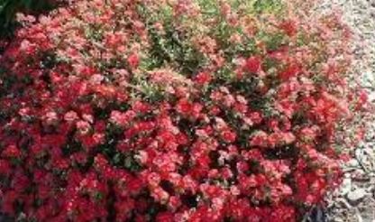Helianthemum, Common Rock Rose, Sun Rose Rose Glory