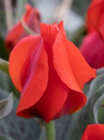 Greigii Tulip March of Time