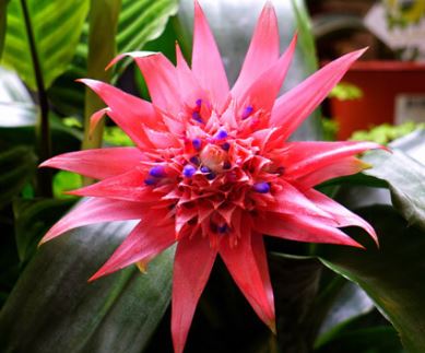 Aechmea Bromeliad, Urn Plant