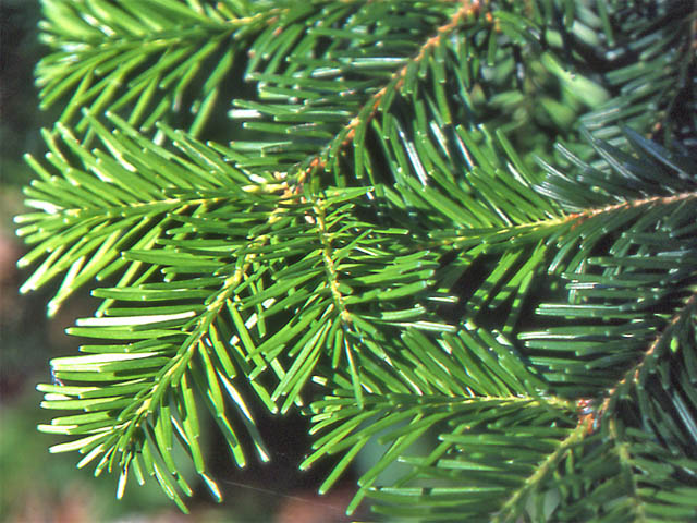 Veitch Fir, Veitchs Fir, Christmastree, Veitchs Silver Fir Minima