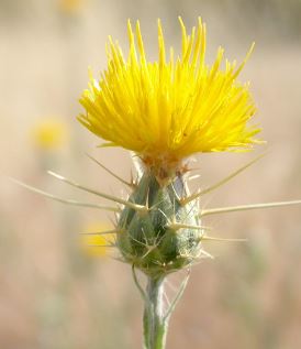 Centaurea Species, Yellow Knapweed