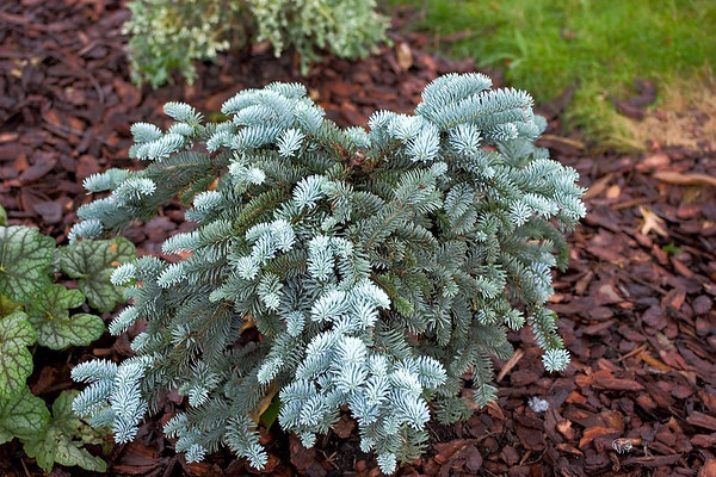 Abies, Noble Fir Glauca Prostrata
