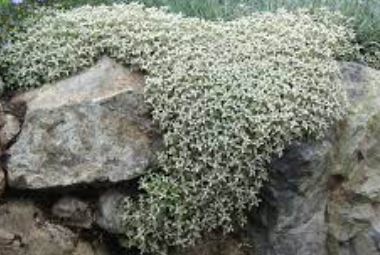 Cerastium Species, Greek Snow-in-Summer, Mouse-Ear Chickweed, Silver Carpet