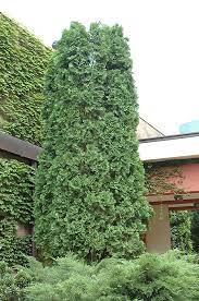 White Cedar, Eastern Arborvitae, American Arborvitae Pyramidalis