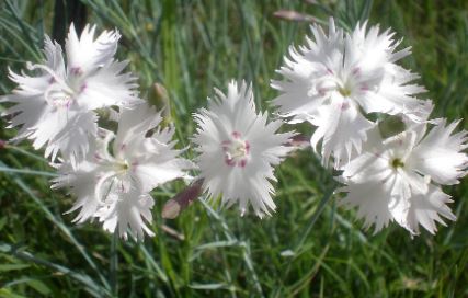Dianthus Species, Anatolian Pink