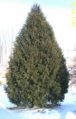 White Cedar, Eastern Arborvitae, American Arborvitae Techny