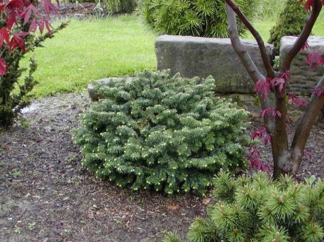 Balsam Fir Quintin Spreader