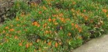 Drosanthemum Species, Dew Flower, Ice Plant