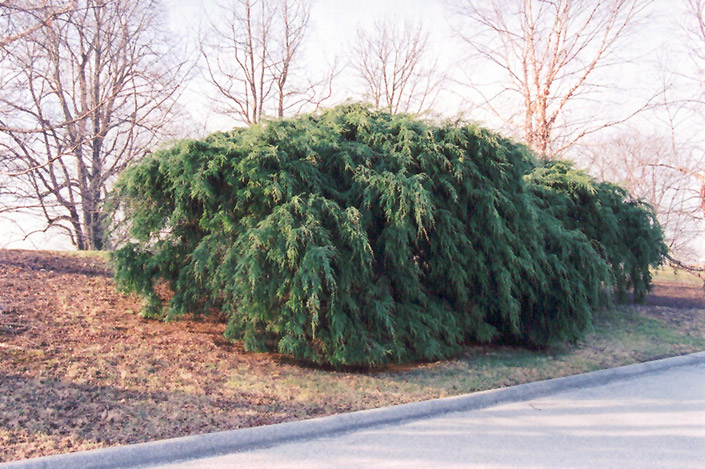 Canadian Hemlock, Eastern Hemlock Sargentii