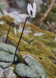Cyclamen Species, Majorca Cyclamen, St. Peters Violet, Sowbread