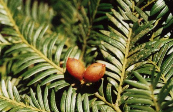 Prumnopitys Species, Brown Pine, Miro
