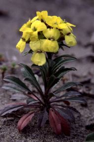 Erysimum Species, Menzies Wallflower, Yadons Wallflower
