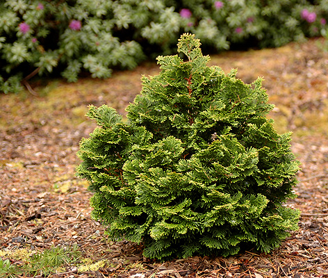 Hinoki False Cypress Hage