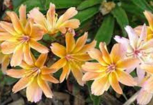 Lewisia, Cliff Maids, Truckee Bitter-Root Little Peach