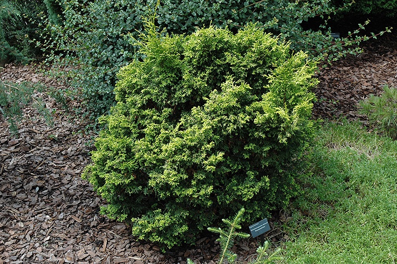 Hinoki False Cypress Kanaamihiba