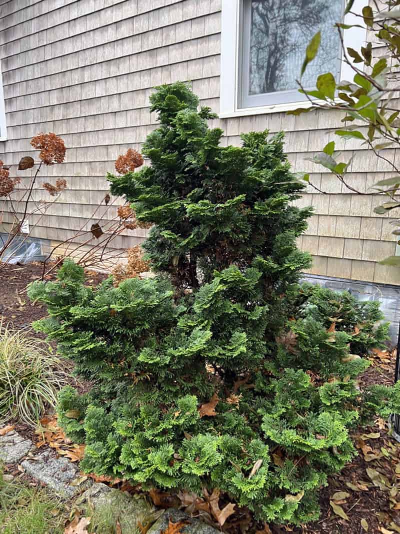 Chamaecyparis, Hinoki Cypress, Hinoki False Cypress Nana