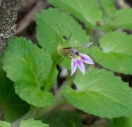 Lobelia Species