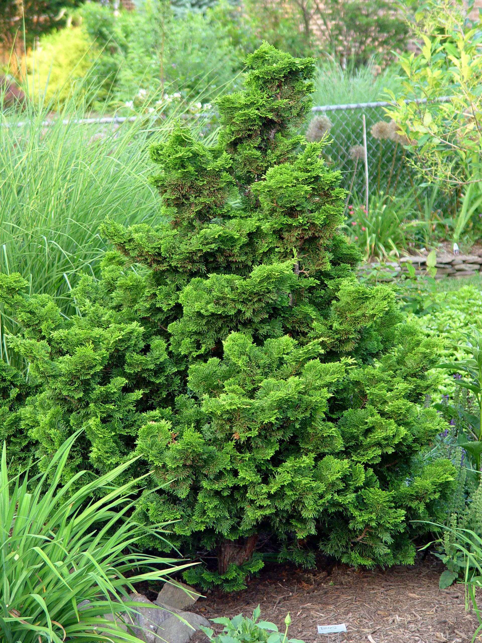 Hinoki False Cypress Nana Black Beauty