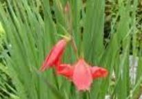 Saunder's Gladiolus