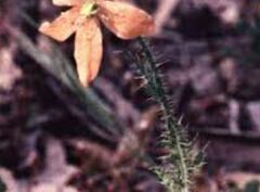 Papaver Species, Bristle Poppy, Orange Poppy, South African Poppy