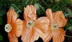 Papaver Species, Armenian Poppy