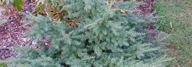 Blue Mountain Hemlock Glauca
