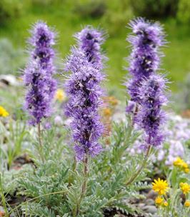 Phacelia Species, Alpine Phacelia, Silky Phacelia