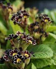 Primula, Silver-Laced Primrose, Polyanthus Primrose 'Penumbra'